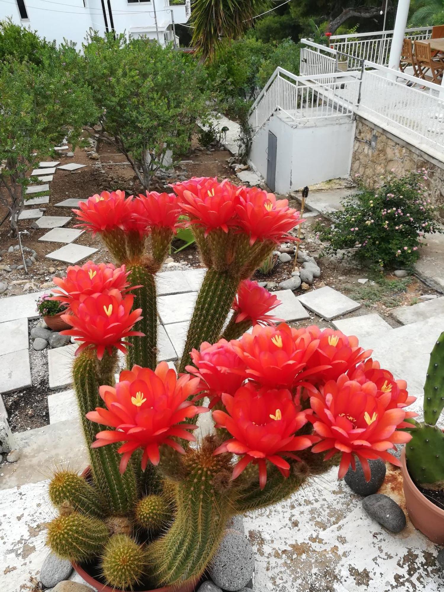 艾利一室公寓 Agia Marina  外观 照片